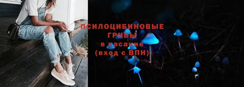 Псилоцибиновые грибы Psilocybe  Амурск 